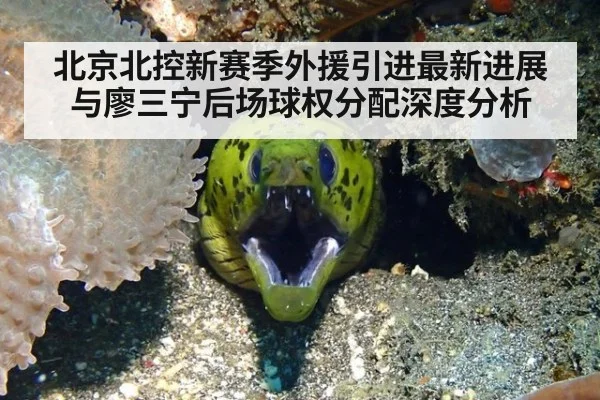 北京北控新赛季外援引进最新进展与廖三宁后场球权分配深度分析